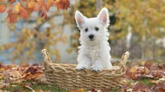 Westie Wallpaper