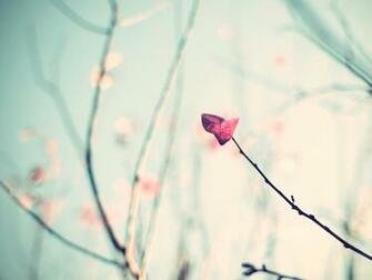 High Definition Wallpaper Widescreen Lcd Desktop