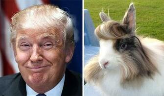 Things That Look Just Like Donald Trump Pics Picsdoor