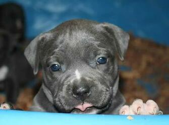 Pitbull Puppy Pictures Picutres Of Puppies