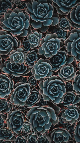 Refresh Your Phone S Wallpaper With This Succulent Rose iPhone