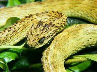 Lesser Known Venomous Snakes Listverse
