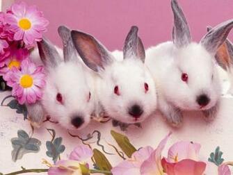 Pics Photos Cute Baby Bunnies Wallpaper Pictures