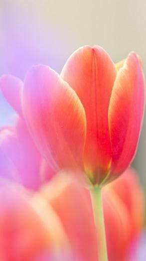 Tulips Wallpaper Screensaver Pre Id
