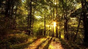 Trees Wallpaper