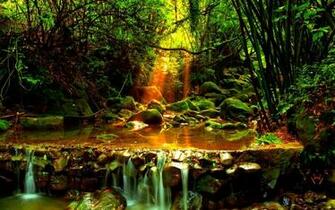 Forest Stream Wallpaper And Image Pictures Photos