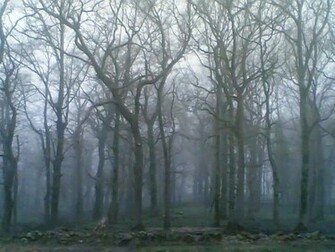 Forest Scenery Wallpaper Cantabria