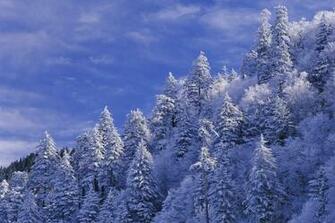 Smoky Mountains National Park Great