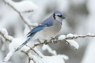 Bluey Jay Wallpaper Blue Image Photo