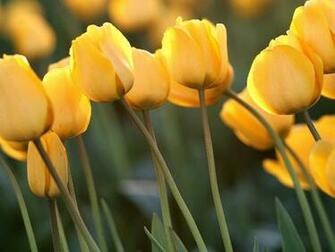 Rose Flower Pictures And Wallpaper Meaning Of Flowers