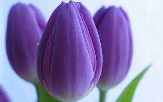 Labels Purple Flowers Pictures Violet Colors