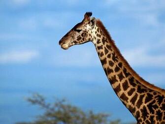 Best Wallpaper Giraffe