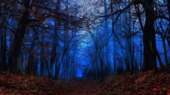 Mystical Forest Wallpaper