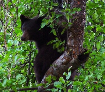 Wallpaper Sea Black Bear