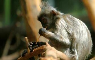 Monkey Indian Funny Spiderman HD Image
