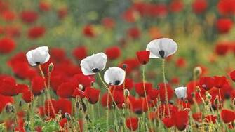 Whitepoppy Background Whitebackground Desktop
