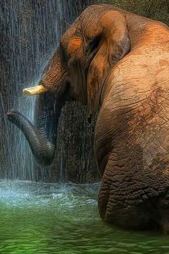 iPhone Background Elephant From Category Animals Wallpaper For