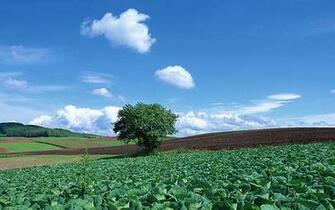 Prev Country Field Landscape Photography Ea52072