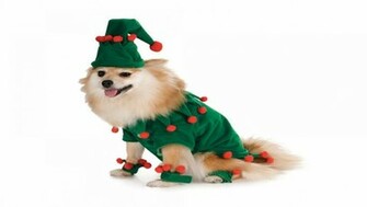 Christmas Puppy Dog HD Wallpaper For iPhone