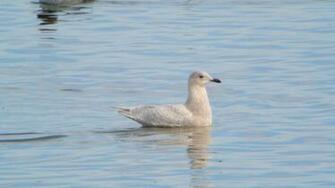 File Iceland Gull Carlyle Lake Illinois Jpg