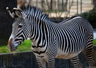 Zebra Desktop Wallpaper