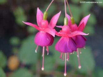 Southern Bells Wallpaper HD Background Image Pictures
