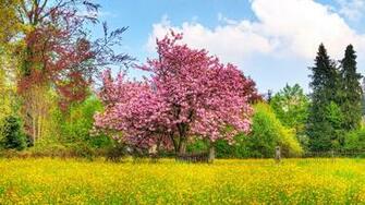 Spring HD Wallpaper 1080p Wide Screen 2k 4k