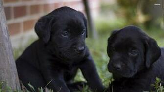 Black Labrador Puppies Wallpaper Animal
