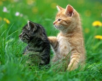 Kitten Wallpaper