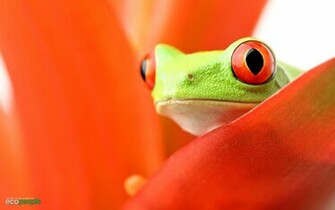 Orange Frogs Redeyed Tree Frog Wallpaper Animals
