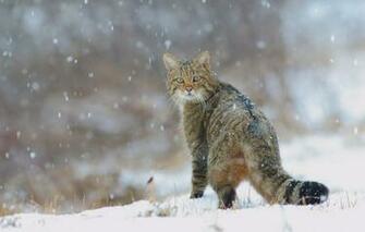 Wallpaper Winter Cat Snow Cats Nature Tail Snowfall Wild
