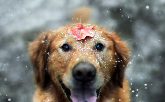 Dog Animals Snow Leaves Fall Labrador Retriever Wallpaper HD