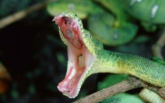 HD Snake Wallpaper With A Attacking Green Background