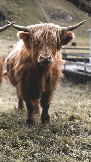 Cute Cow iPhone Wallpaper In