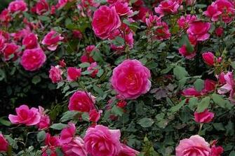 Funny Image Collection Beautiful Flower Garden Wallpaper
