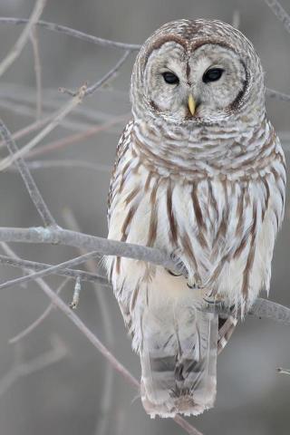 Owl HD Mobile Background Wallpaper