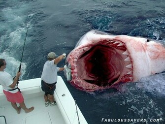 Megalodon Still Alive By Zodi