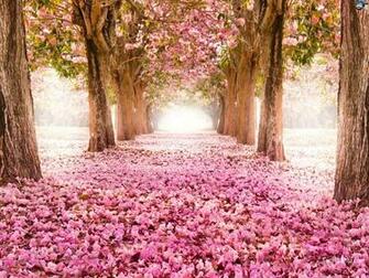 Cherry Blossoms Wallpaper 1080p H2219va 4usky
