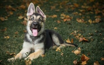 Lovely German Shepherd Wallpaper High Definition Quality