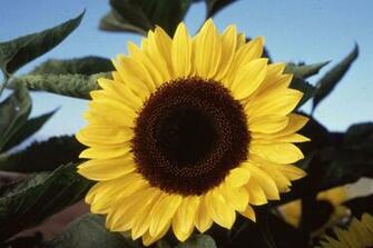 Able Flowers Sunflower 4k Wallpaper
