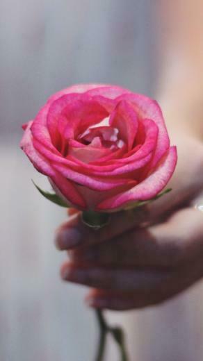 Pink Rose In Hand Wallpaper iPhone