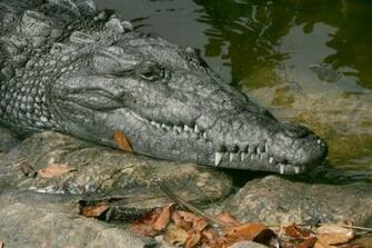 Wallpaper Db Alligator