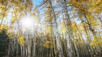 Autumn Fall HD Wallpaper 4k