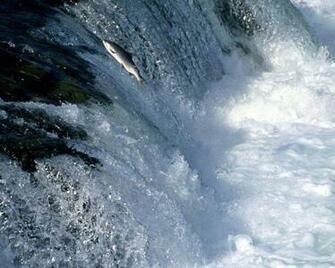Fondo De Pantallas Swimming Upstream Salmon Alaska Cascadas Y