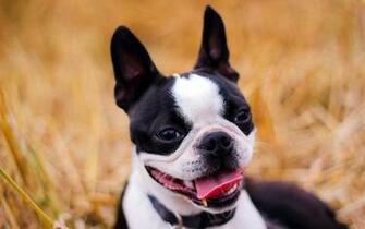 Boston Terrier Wallpaper Wallpapercraft