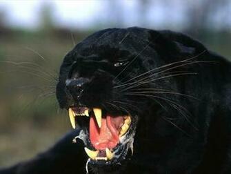Angry Black Panther Animal Wallpaper Top