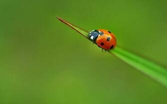 Coccinelles Animaux Man Redim Weesk Wallpaper Retourner
