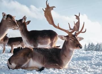 Deer Snow Pictures Image