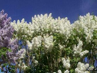 Lilacs Wallpaper