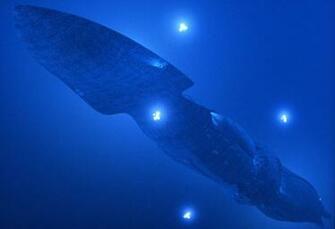 Best Seaquest Dsv Wallpaper